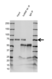 Anti hnRNP M Antibody, clone OTI3F3 (PrecisionAb Monoclonal Antibody) thumbnail image 2