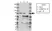 Anti hnRNP M Antibody, clone OTI3F3 (PrecisionAb Monoclonal Antibody) thumbnail image 2