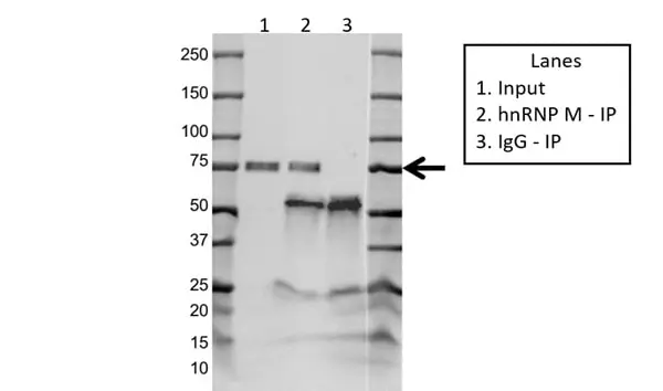 Anti hnRNP M Antibody, clone OTI3F3 (PrecisionAb Monoclonal Antibody) gallery image 2