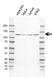 Anti hnRNP U Antibody, clone AB01/4D10 (PrecisionAb Monoclonal Antibody) thumbnail image 1