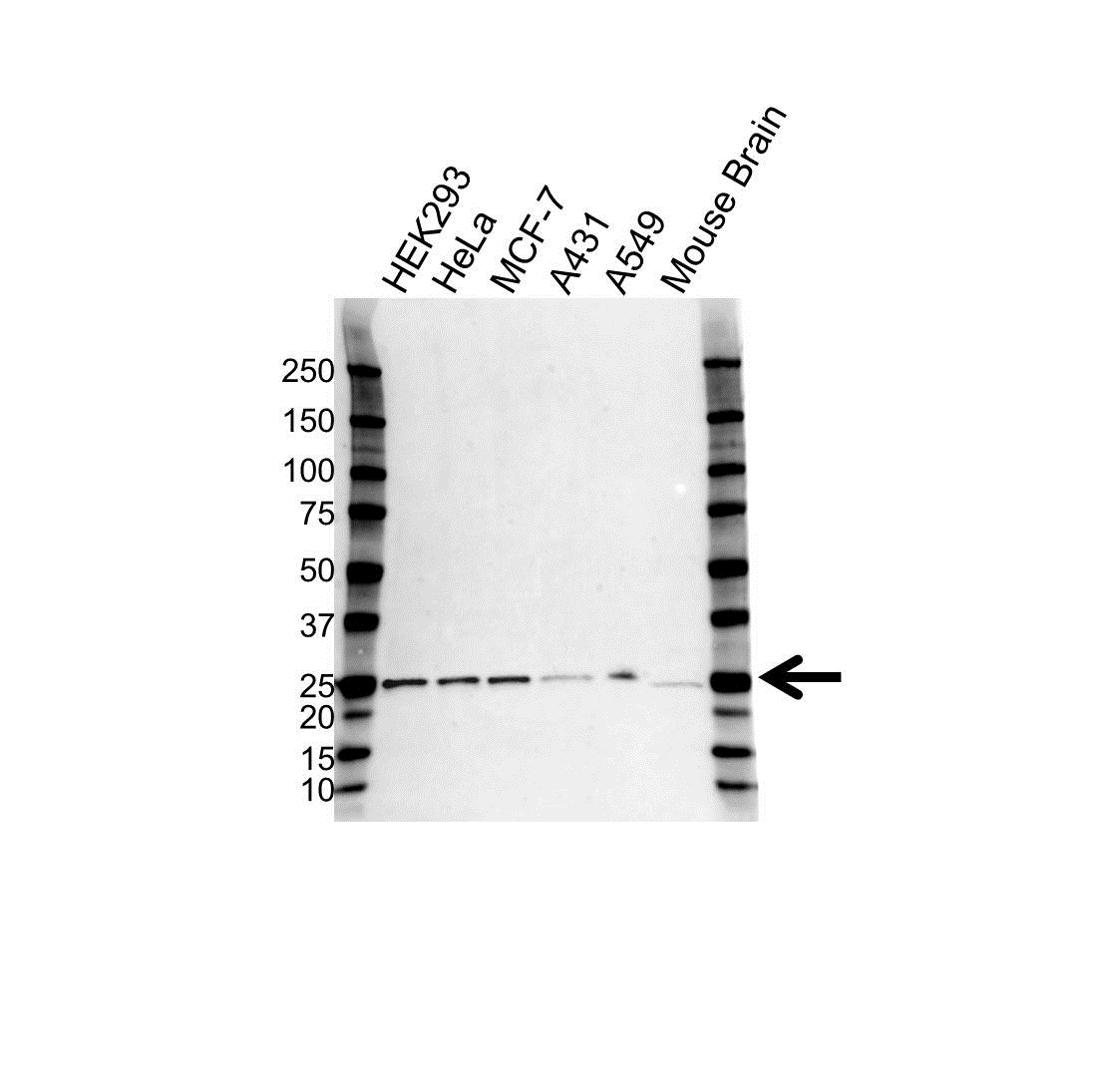 Anti HPRT1 Antibody, clone 5F11A7 (PrecisionAb Monoclonal Antibody) gallery image 1