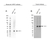 Anti HPRT1 Antibody, clone 5F11A7 (PrecisionAb Monoclonal Antibody) thumbnail image 1
