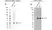 Anti HPRT1 Antibody, clone 5F11A7 (PrecisionAb Monoclonal Antibody) thumbnail image 2