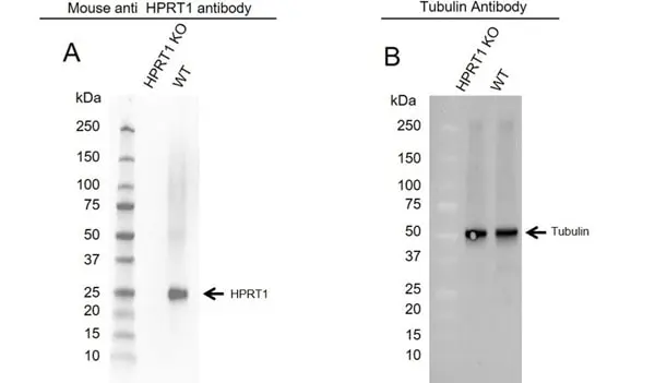 Anti HPRT1 Antibody, clone 5F11A7 (PrecisionAb Monoclonal Antibody) gallery image 2
