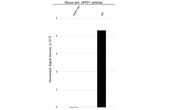 Anti HPRT1 Antibody, clone 5F11A7 (PrecisionAb Monoclonal Antibody) gallery image 3