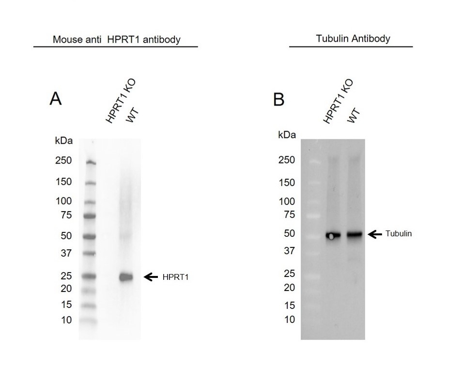 Anti HPRT1 Antibody, clone 5F11A7 (PrecisionAb Monoclonal Antibody) gallery image 2