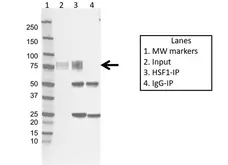 Anti HSF1 Antibody, clone CD01/1B5 (PrecisionAb Monoclonal Antibody) gallery image 1