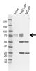 Anti HSF1 Antibody, clone CD01/1B5 (PrecisionAb Monoclonal Antibody) thumbnail image 1