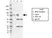 Anti HSF1 Antibody, clone CD01/1B5 (PrecisionAb Monoclonal Antibody) thumbnail image 1