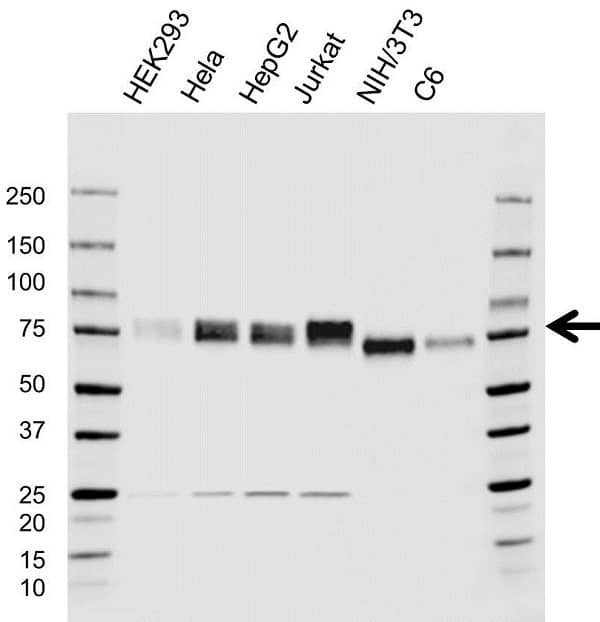 Anti HSF1 Antibody, clone CD01/1B5 (PrecisionAb Monoclonal Antibody) gallery image 2