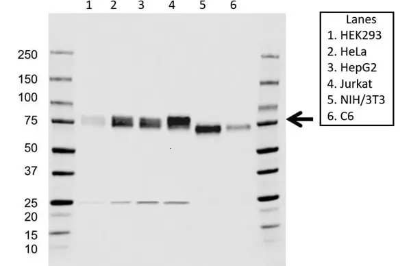 Anti HSF1 Antibody, clone CD01/1B5 (PrecisionAb Monoclonal Antibody) gallery image 2