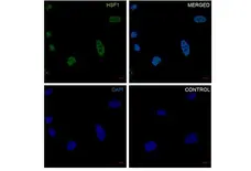 Anti HSF1 Antibody, clone CD01/1B5 (PrecisionAb Monoclonal Antibody) gallery image 3