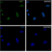Anti HSF1 Antibody, clone CD01/1B5 (PrecisionAb Monoclonal Antibody) thumbnail image 3