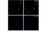 Anti HSF1 Antibody, clone CD01/1B5 (PrecisionAb Monoclonal Antibody) thumbnail image 3