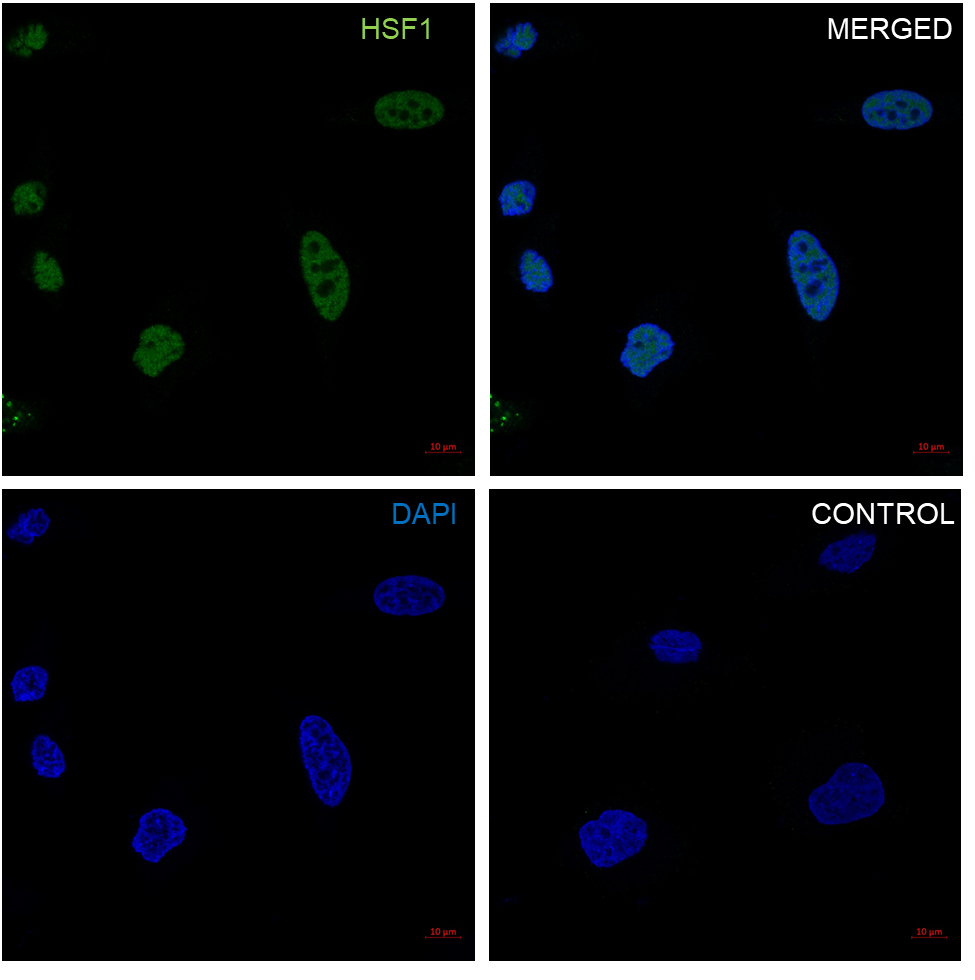Anti HSF1 Antibody, clone CD01/1B5 (PrecisionAb Monoclonal Antibody) gallery image 3