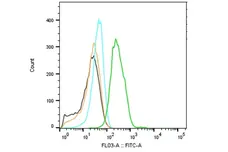 Anti HSF1 Antibody, clone CD01/1B5 (PrecisionAb Monoclonal Antibody) gallery image 4