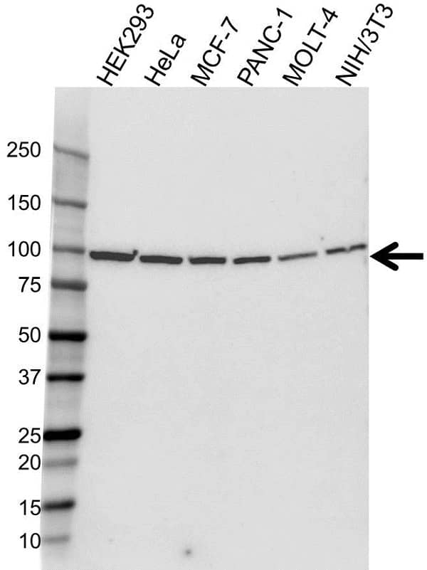 Anti HSP90B1 Antibody (PrecisionAb Monoclonal Antibody) gallery image 1