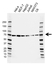 Anti HSPA2 Antibody, clone AB02/2E2 (PrecisionAb Monoclonal Antibody) thumbnail image 1