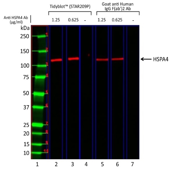 Anti HSPA4 Antibody, clone AbD23625_hIgG1 gallery image 1