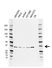 Anti HTRA2 Antibody, clone AB03/4E9 (PrecisionAb Monoclonal Antibody) thumbnail image 1