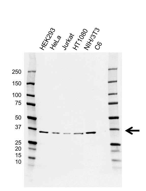 Anti HTRA2 Antibody, clone AB03/4E9 (PrecisionAb Monoclonal Antibody) gallery image 1