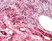 Anti Human iC3b (Neoantigen) Antibody, clone 013III-1.16 thumbnail image 1