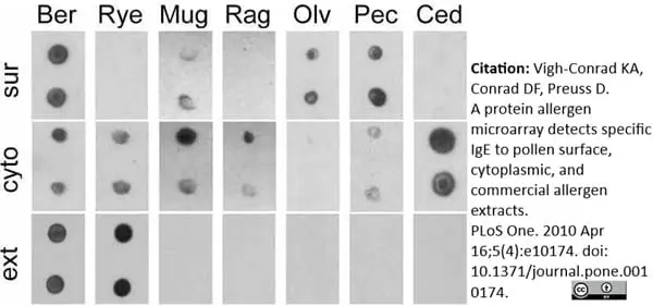 Anti Human IgE Antibody, clone 1A2 gallery image 2