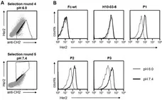 Anti Human IgG (Fc) CH2 Domain Antibody, clone MK 1 A6 gallery image 2