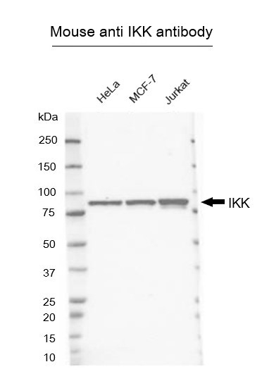 Anti IKK Antibody (PrecisionAb Monoclonal Antibody) gallery image 1