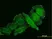 Anti Human IL-1 Beta Antibody, clone 2E8 thumbnail image 1