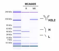 Anti Interleukin-1 beta (Canakinumab Biosimilar) Antibody, clone AbD52287ia gallery image 2