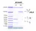 Anti Interleukin-1 beta (Canakinumab Biosimilar) Antibody, clone AbD52287ia thumbnail image 2