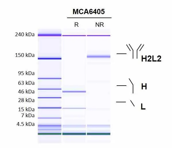 Anti Interleukin-1 beta (Canakinumab Biosimilar) Antibody, clone AbD52287ia gallery image 2