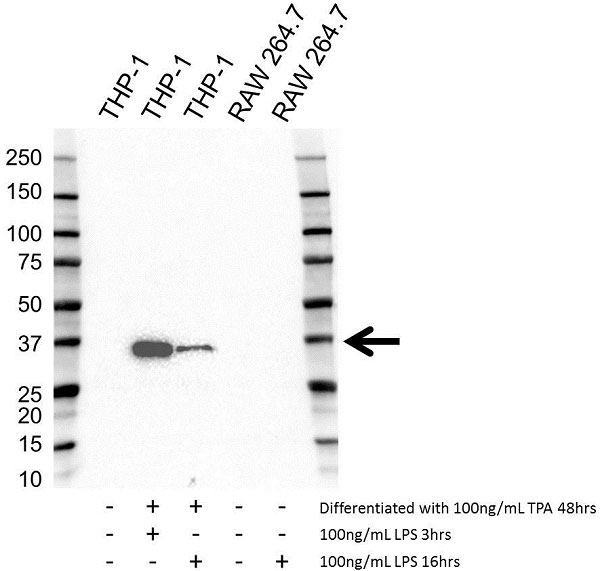 Anti Interleukin-1 beta Antibody, clone OTI1A7 (PrecisionAb Monoclonal Antibody) gallery image 1