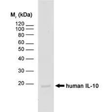 Anti Human Interleukin-10 Antibody, clone JES3-12G8 gallery image 1