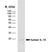 Anti Human Interleukin-10 Antibody, clone JES3-12G8 thumbnail image 1