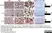 Anti Human Interleukin-10 Antibody, clone JES3-12G8 thumbnail image 2