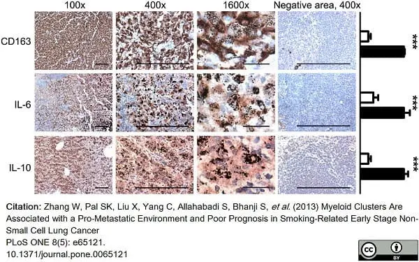 Anti Human Interleukin-10 Antibody, clone JES3-12G8 gallery image 2
