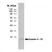 Anti Human Interleukin-10 Antibody, clone JES3-9D7 thumbnail image 1