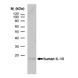 Anti Human Interleukin-10 Antibody, clone JES3-9D7 gallery image 1
