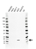 Anti Interleukin-1RA Antibody (PrecisionAb Monoclonal Antibody) thumbnail image 1