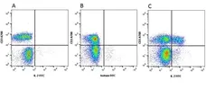 Anti Human Interleukin-2 Antibody, clone MQ1-17H12 gallery image 1
