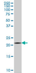 Anti Human Interleukin-20 Antibody, clone 2H8 thumbnail image 1