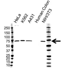 Anti IL-23 Receptor Antibody, clone OTI5H9 (PrecisionAb Monoclonal Antibody) gallery image 1