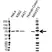 Anti IL-23 Receptor Antibody, clone OTI5H9 (PrecisionAb Monoclonal Antibody) thumbnail image 1