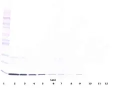 Anti Human Interleukin-3 Antibody, clone 5A4-1-16 gallery image 1