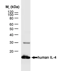 Anti Human Interleukin-4 Antibody, clone MP4-25D2 gallery image 1