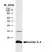 Anti Human Interleukin-4 Antibody, clone MP4-25D2 thumbnail image 1