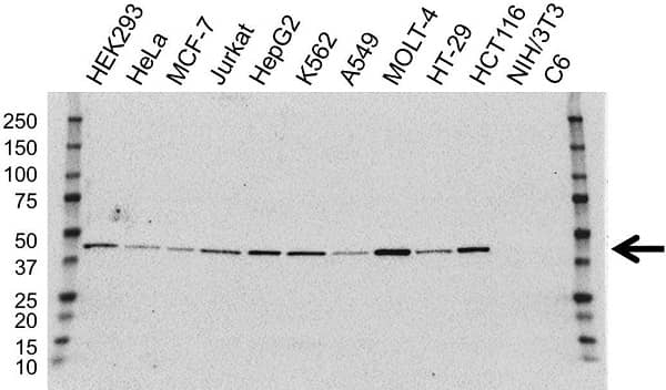 Anti ILF2 Antibody, clone OTI6F1 (PrecisionAb Monoclonal Antibody) gallery image 1