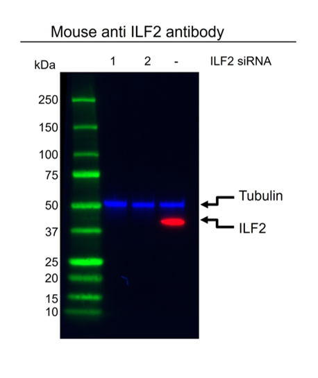 Anti ILF2 Antibody, clone OTI6F1 (PrecisionAb Monoclonal Antibody) gallery image 2